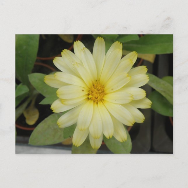 Belle Carte postale Marigold Jaune (Devant)