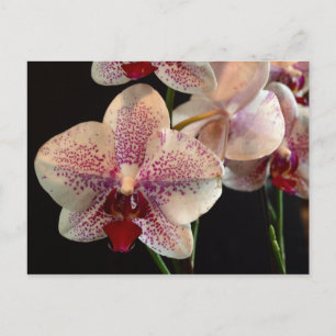 Belle carte postale Orchidées Blanches et Magenta