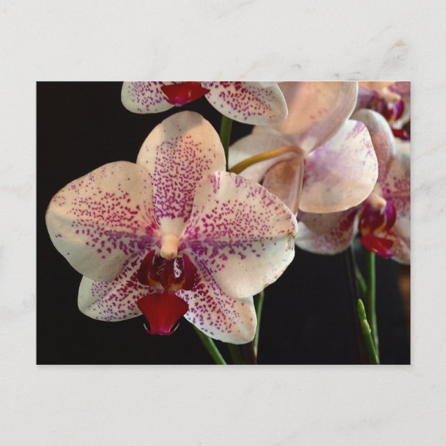 Belle carte postale Orchidées Blanches et Magenta (Devant)