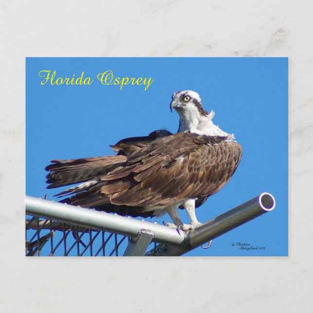 Belle carte postale Osprey Hawk Nest (Devant)