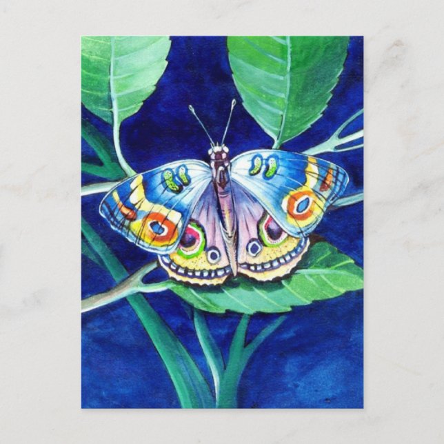 Belle carte postale papillon (Devant)