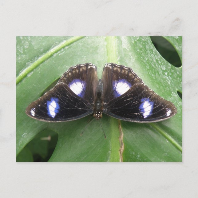 Belle carte postale Papillon Bleu tacheté (Devant)