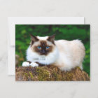 Belle carte postale photo de chat siamois
