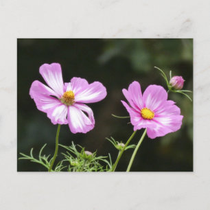 Belle carte postale rose avec Cosmea blanc do-it-y
