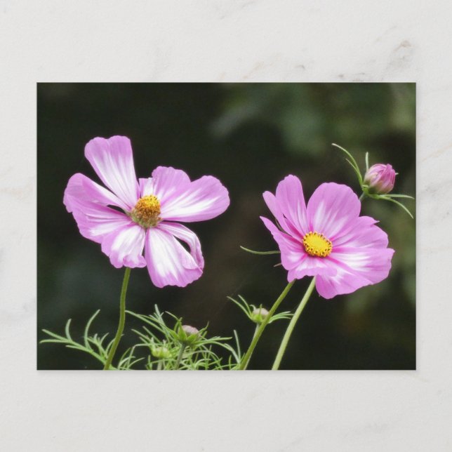 Belle carte postale rose avec Cosmea blanc do-it-y (Devant)
