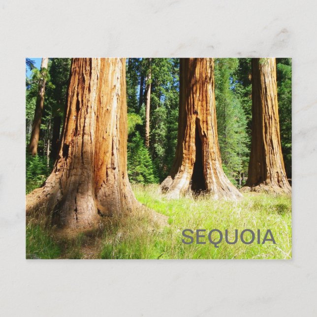 Belle Carte Postale Sequoia ! (Devant)