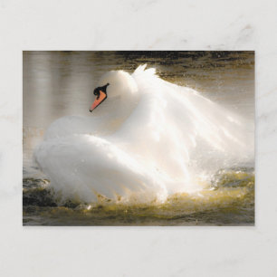 Belle carte postale Swan