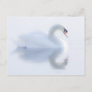 Belle carte postale Swan