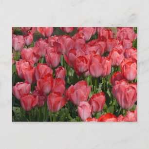 Belle carte postale Tulips