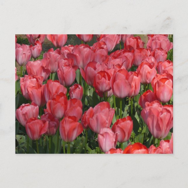 Belle carte postale Tulips (Devant)