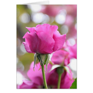 Belle carte Rose rose-choc