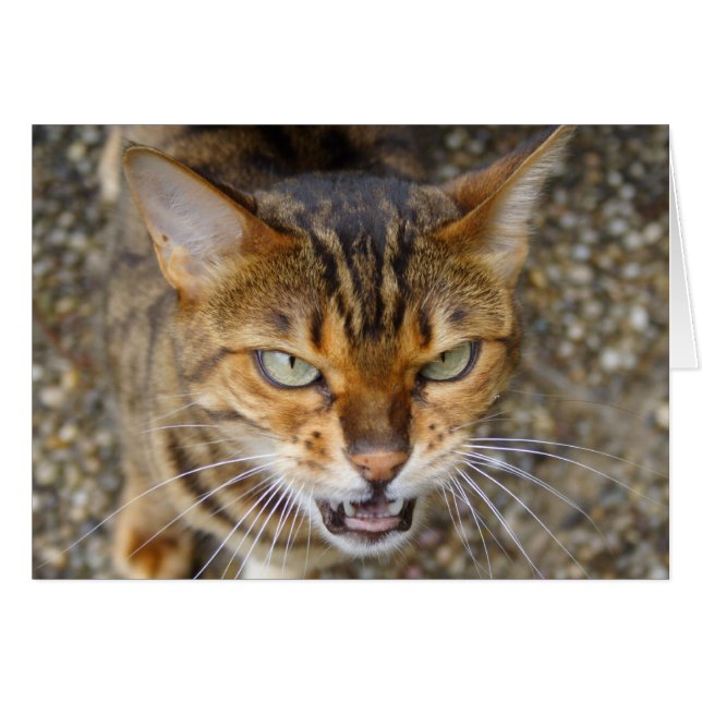Belle Chat Bengale (Devant horizontal)