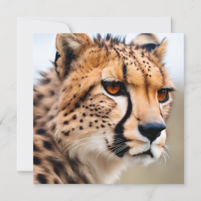 Belle Cheetah (Devant)