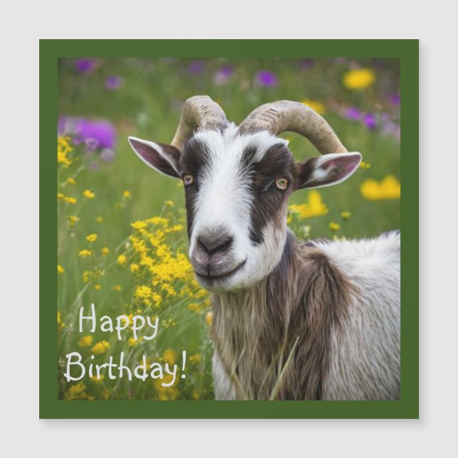 Belle chèvre (Devant)