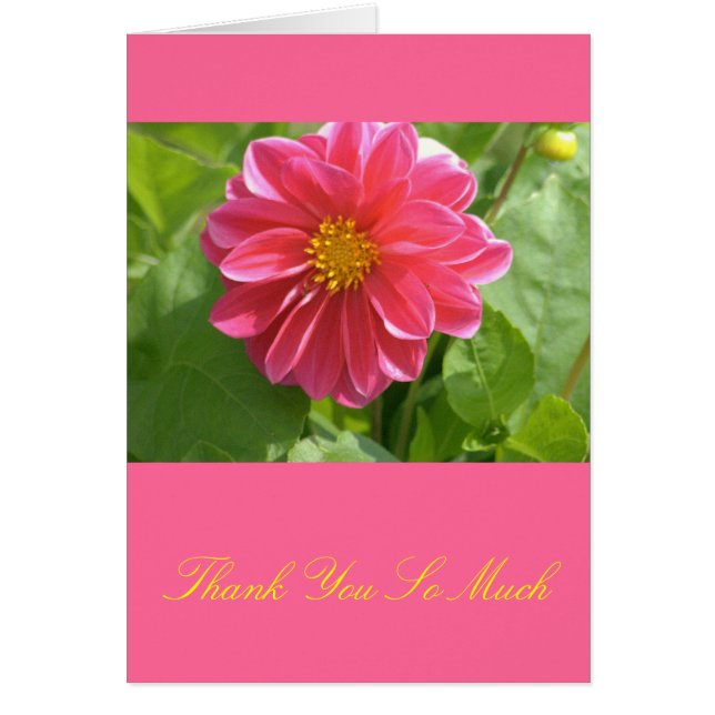 Belle Dahlia Rose (Devant)