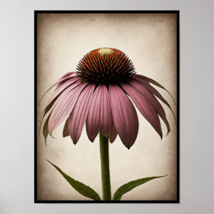 Belle Echinacea Fleur Poster Mur Art