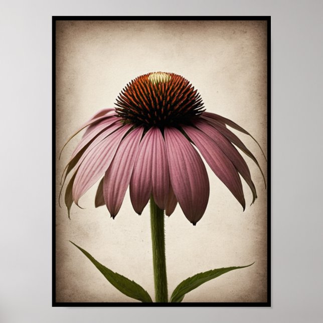 Belle Echinacea Fleur Poster Mur Art (Devant)