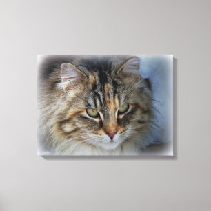 Belle Feral Cat Portrait Toile Imprimer