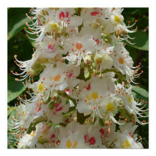 Belle Fleur 20" x 20", Poster Papier, Semi-Gloss
