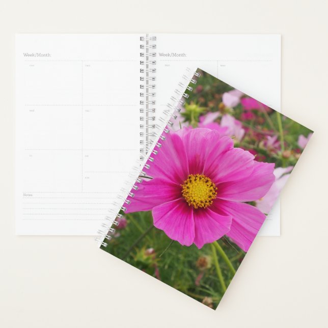 Belle Fleur Cosmos Rose (Devant avec enveloppe)