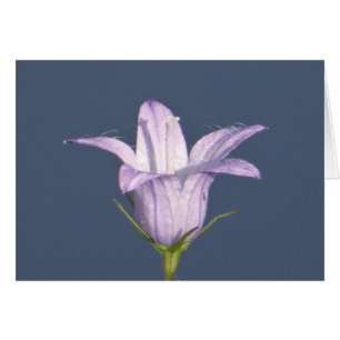 Belle fleur de cloche bleue
