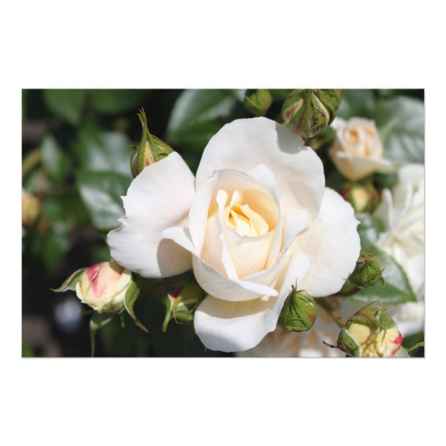 Belle fleur de rose blanche. Photographie florale (Devant)