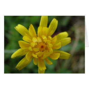 Belle fleur sauvage jaune, pissenlit