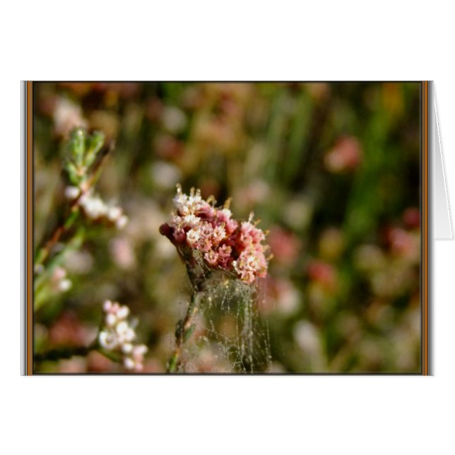 Belle floraison (Devant Horizontal)