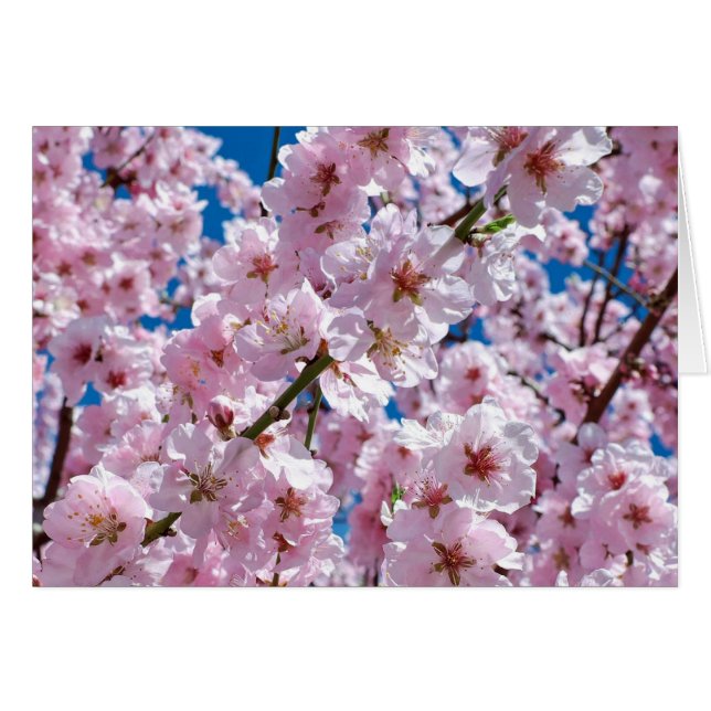 Belle floraison de cerises de printemps vierge à l (Devant horizontal)