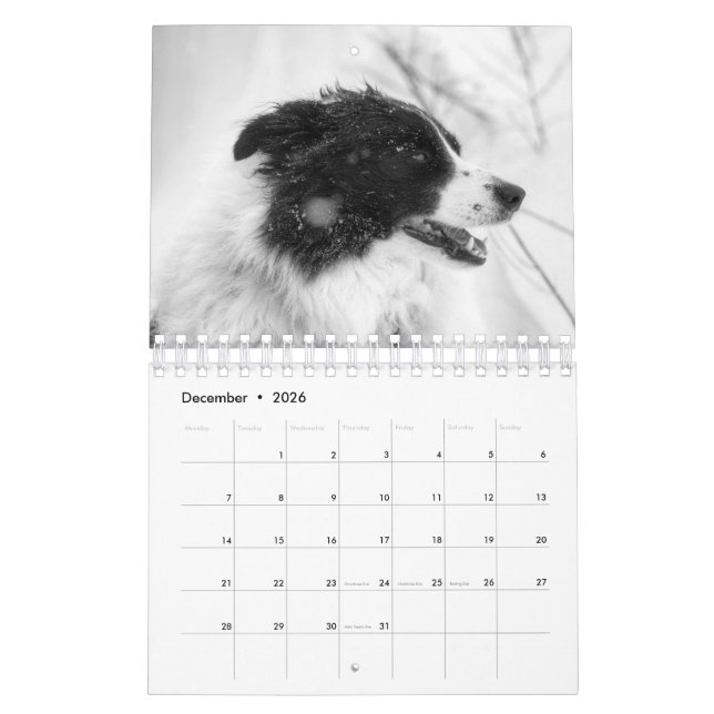 Belle frontière Collie calendrier chien (Dec 2026)