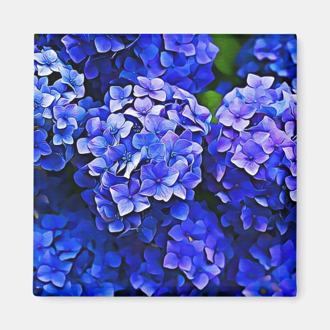 Belle Hydrangée Bleue Fleurs d'Art Floral Magnet (Devant)