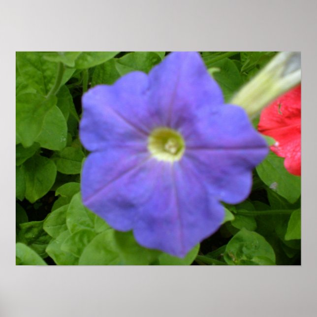 Belle impression Blue Petunia (Devant)
