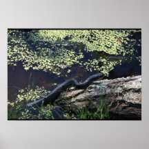 Belle impression de serpent noir