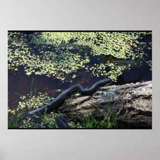 Belle impression de serpent noir