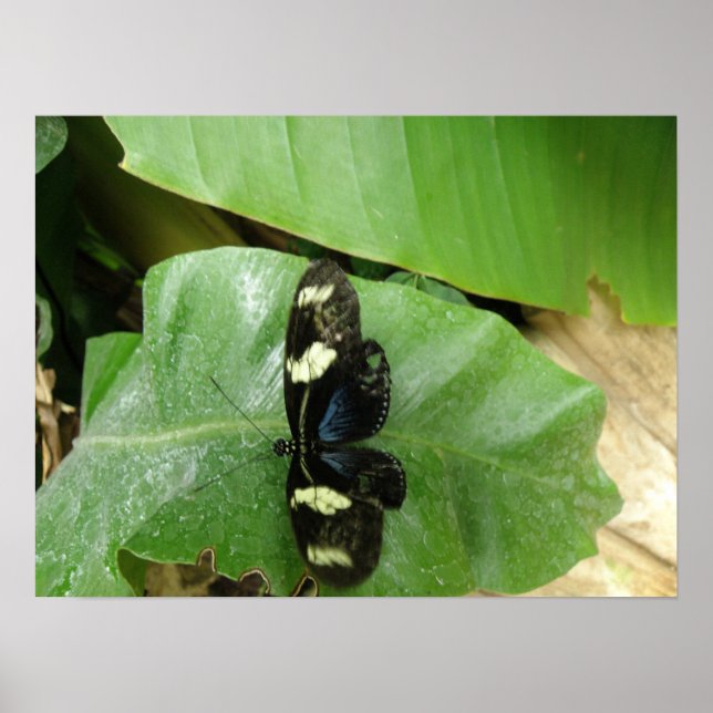 Belle impression papillon (Devant)