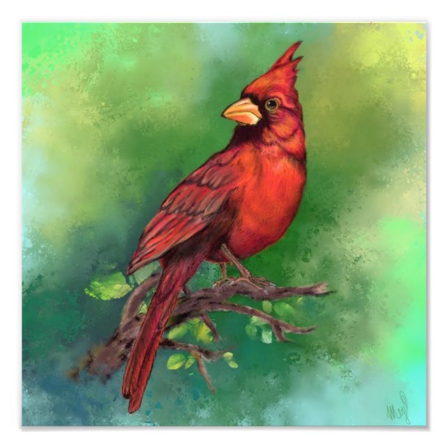 Belle impression photo d'oiseau cardinal rouge du  (Devant)