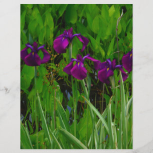 Belle Iris Violet