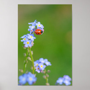Belle Ladybug sur Forget-me-not Poster