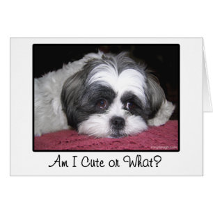 Belle le chien de Shih Tzu