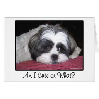 Belle le chien de Shih Tzu