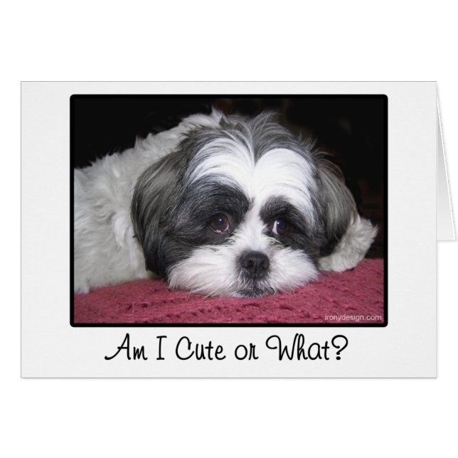 Belle le chien de Shih Tzu (Devant horizontal)