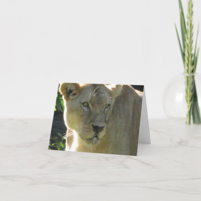 Belle lionne sur une carte de note (Devant)
