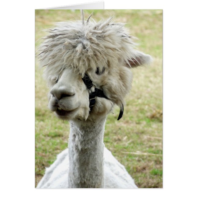 Belle Llama blanche (Devant)