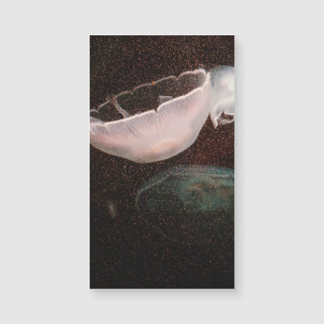 Belle méduse (Devant)