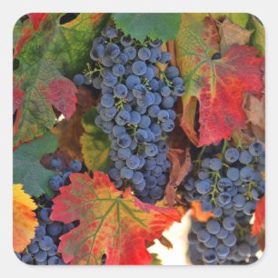 Belle moisson Stickers de raisins de vin