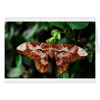 Belle Moth Atlas