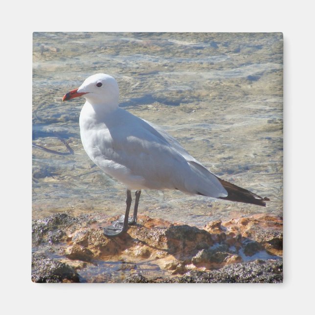 Belle Mouette de mer à la mer - Magnet (Devant)