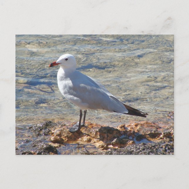 Belle mouette en mer - Carte postale (Devant)
