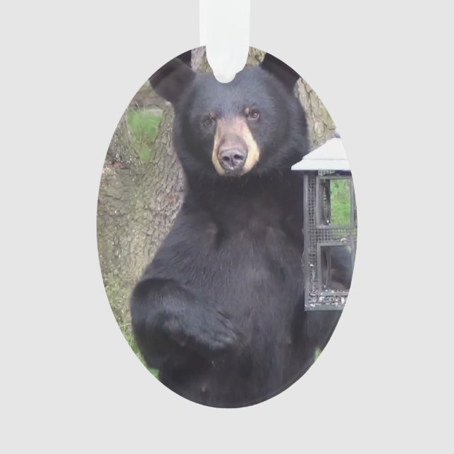 Belle Ours Noir Profitant Snack (devant)