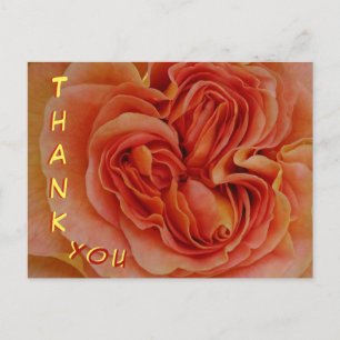 Belle Pastel Rose Fermer Merci Carte postale